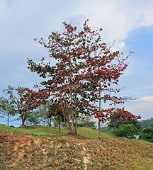 Image showing colored trees in Uganda