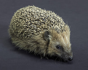 Image showing hedgehog in dark back