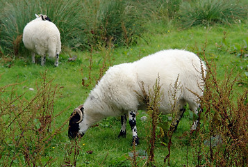 Image showing grazing scottish sheep