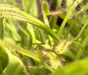 Image showing sundew plant detail