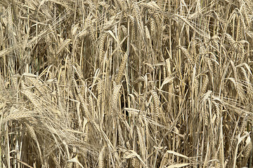 Image showing barley field