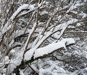 Image showing snow covered twigs