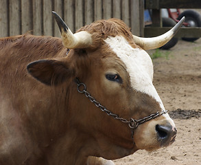 Image showing cattle portrait