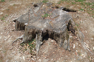 Image showing old tree stub