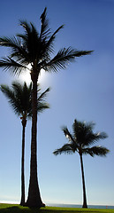 Image showing Three palm trees at the beach