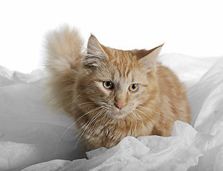 Image showing Maine Coon kitten