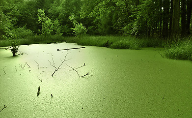 Image showing overgrown tarn in the forest