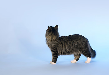 Image showing Norwegian Forest Cat