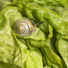Image showing Grove snail upon green lettuce