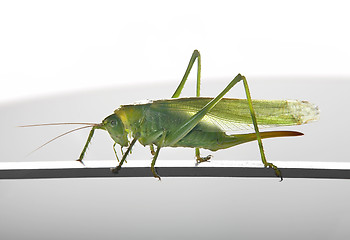 Image showing green female grasshopper