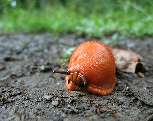 Image showing red slug on the ground