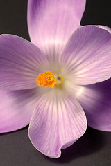 Image showing crocus flower closeup