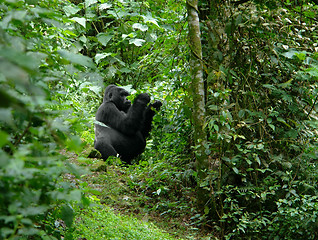 Image showing Gorilla in Uganda