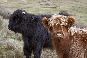 Image showing brown and black Highland cattle