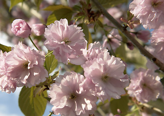 Image showing pink blossoms at spring time