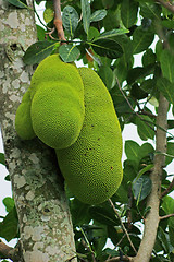 Image showing Jackfruits in Uganda