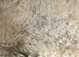 Image showing lambskin background