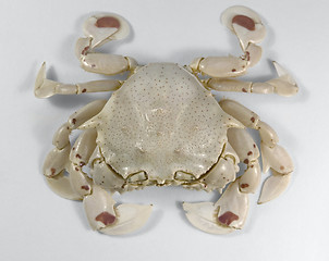 Image showing frontal shot of a moon crab