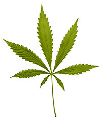 Image showing typical green hemp leaf