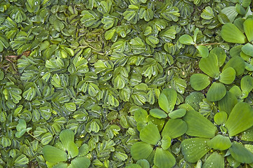 Image showing green leaves