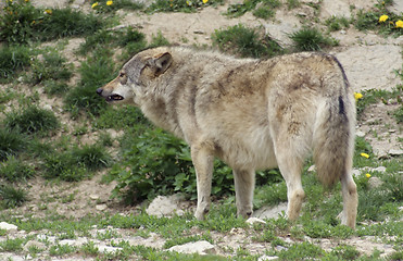 Image showing Gray Wolf standing in natural ambiance