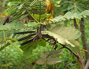 Image showing plant detail in Uganda