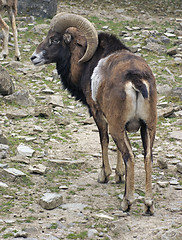 Image showing Mouflon in stony ambiance
