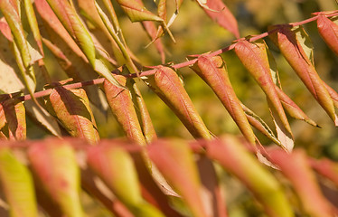 Image showing staghorn sumac leaves