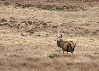 Image showing Deer in Scotland