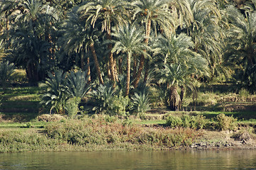 Image showing waterside Nile vegetation