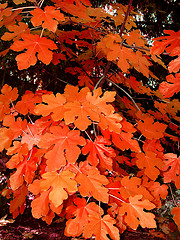 Image showing Red autumn leaves