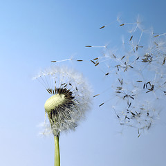 Image showing blown dandelion seeds