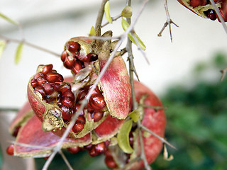 Image showing Pomegranate