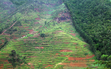 Image showing border of the Bwindi Impenetrable Forest in Uganda