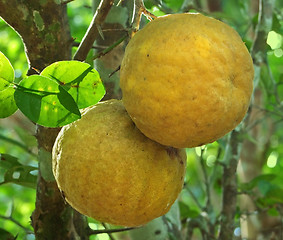 Image showing yellow fruits