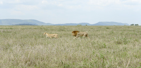 Image showing Lions in the savannah