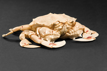 Image showing moon crab in dark ambiance