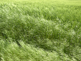 Image showing abstract green grassland