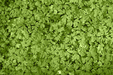 Image showing filigree leaves