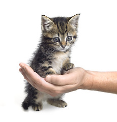 Image showing kitten and hand