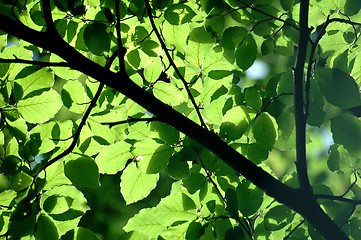 Image showing Leaves