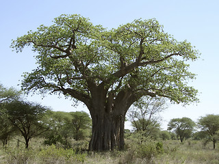 Image showing Baobab tree in Tanzania