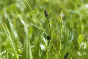 Image showing meadow plant detail