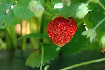 Image showing Strawberry