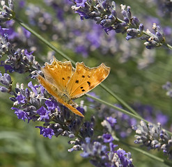 Image showing Southern Comma