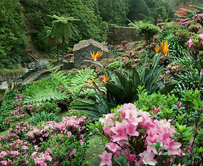 Image showing flourish vegetation at the Azores