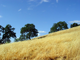 Image showing California hills and trees