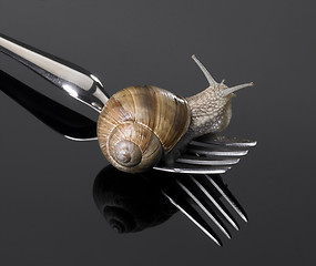 Image showing Grapevine snail on fork