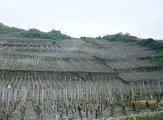 Image showing vineyard in the Eifel