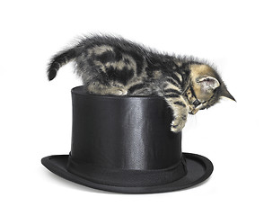 Image showing kitten playing on top hat